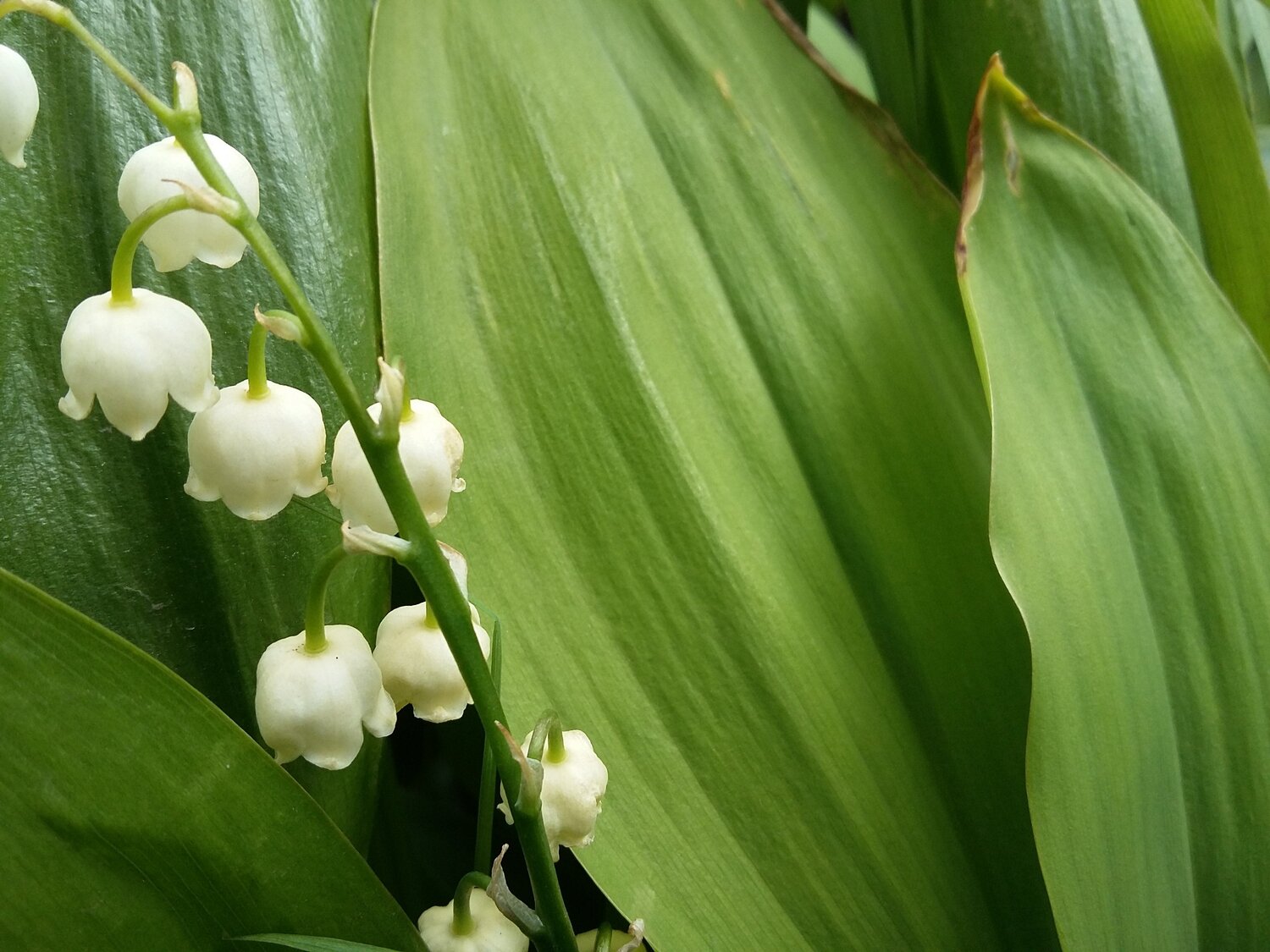 цветочки Колокольчики белые flowers white Bells