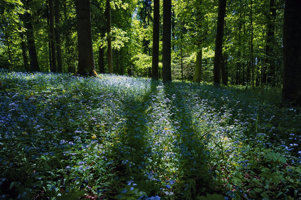 Незабудковый рай