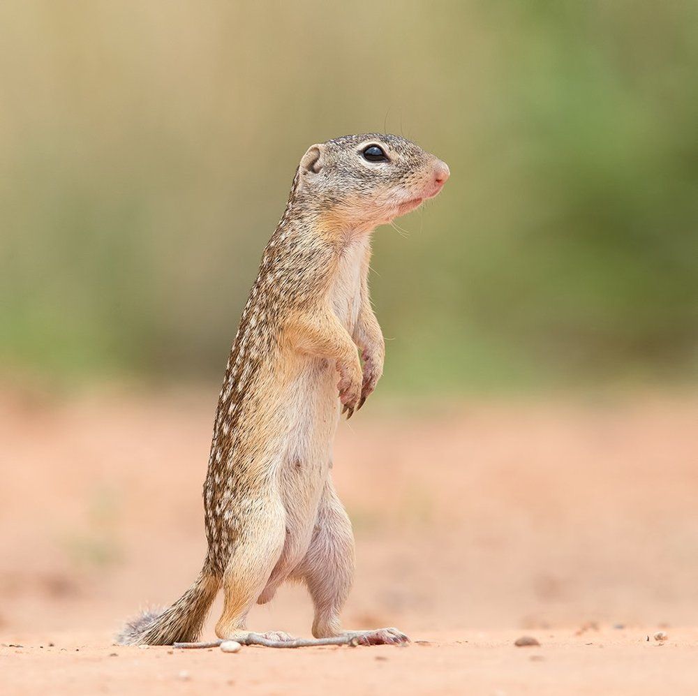 Mexican ground squirrel