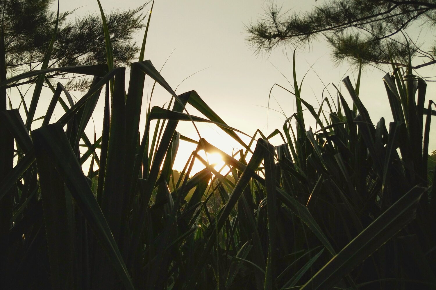Set of Paradise