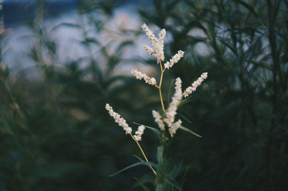 Летние цветы