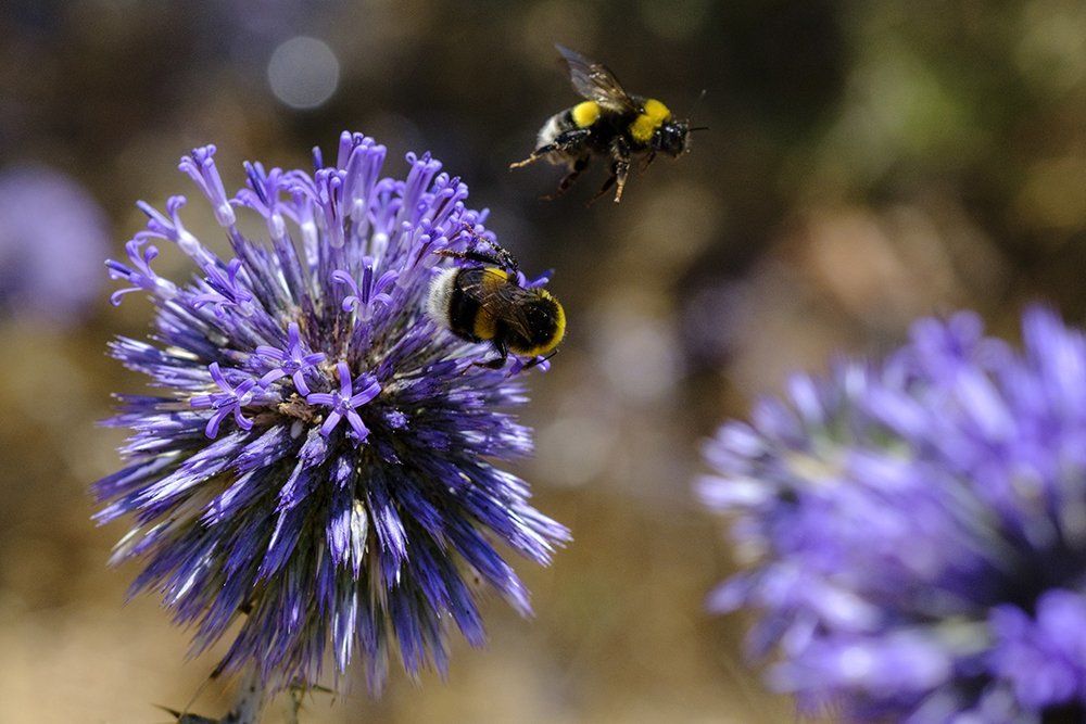 полет шмеля