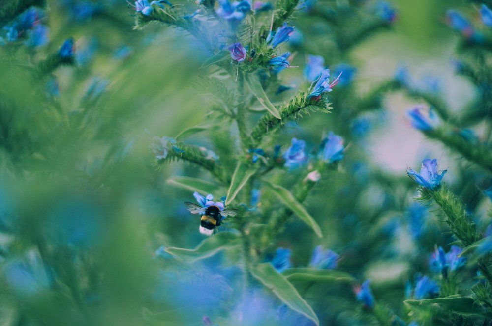 Пушистый работник