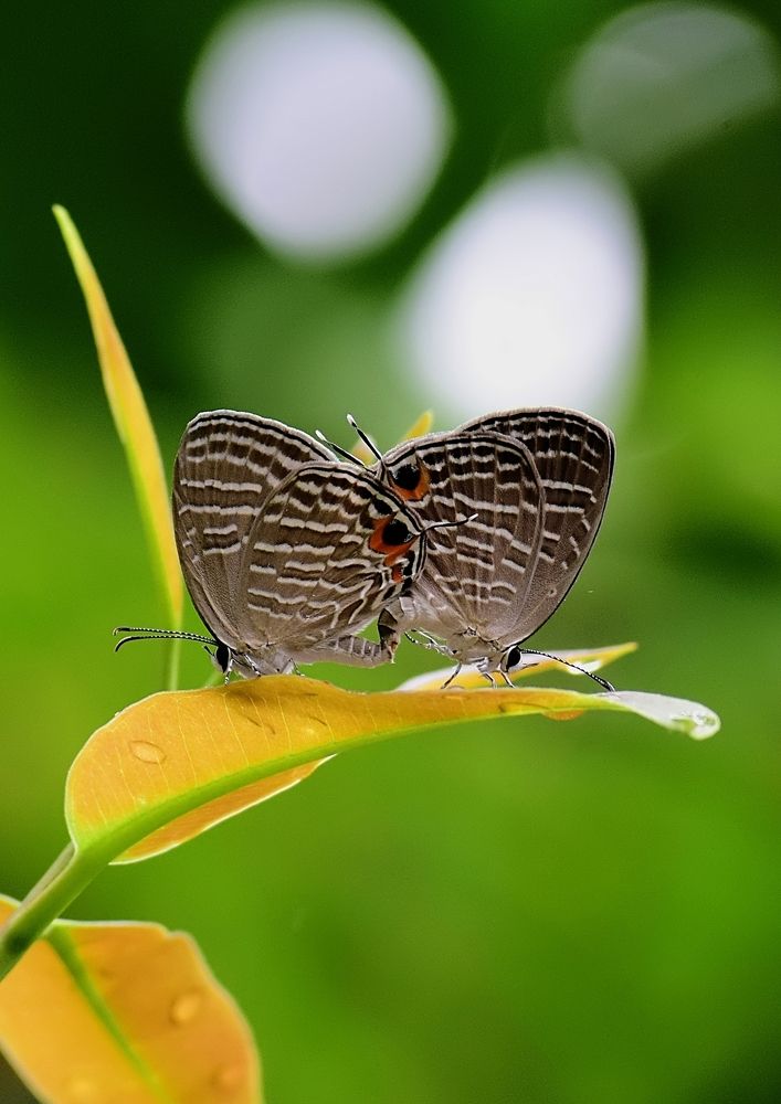 Mating of dark cerulean..