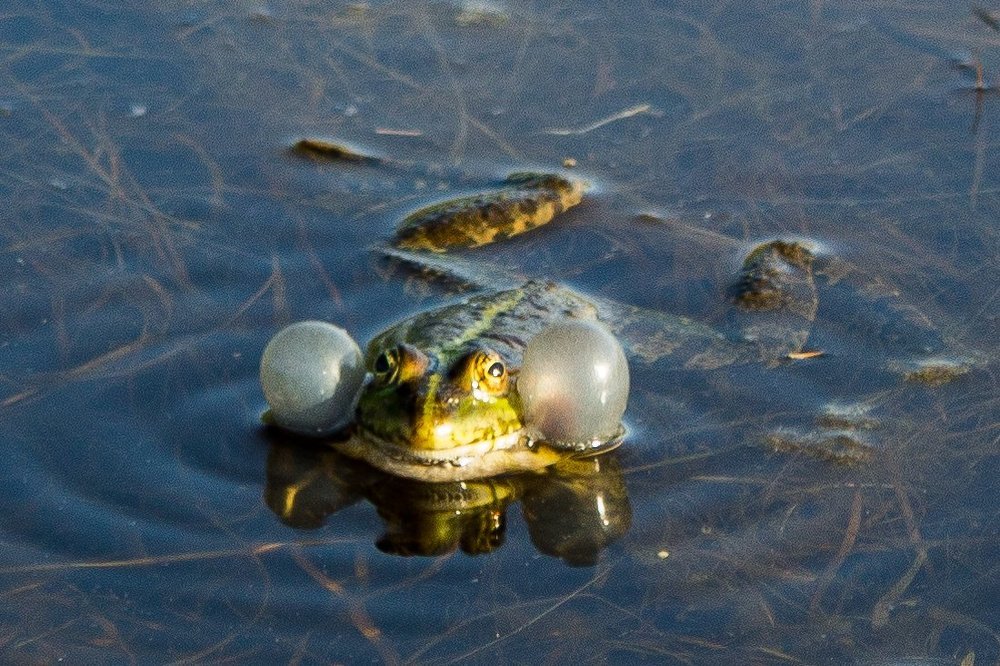 Лягушачья песня