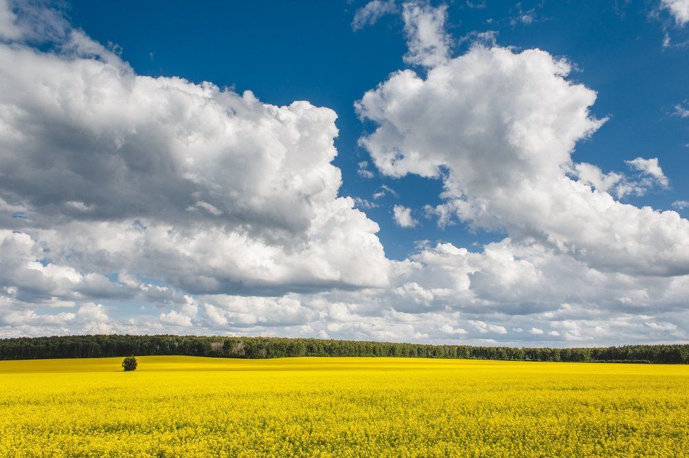 Поля Южного Урала