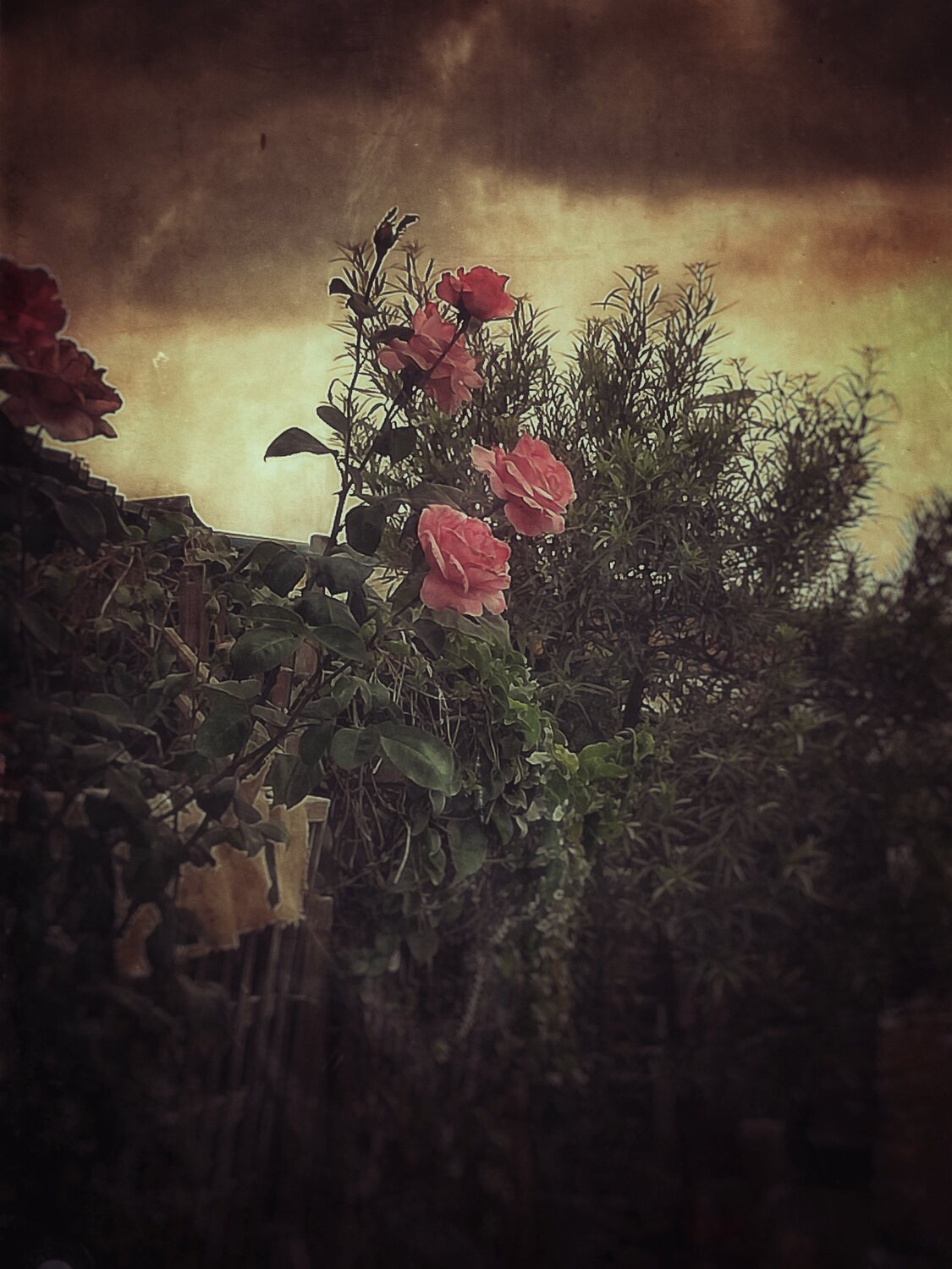 Roses