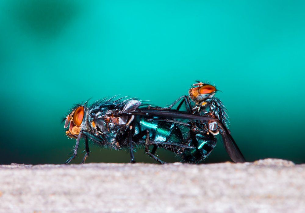 Мухи в брачный период