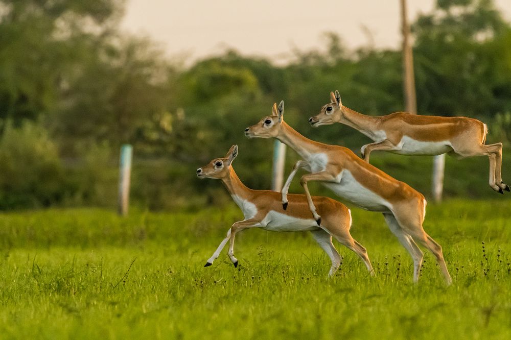 Zip Zap Zoom #Blackbucks