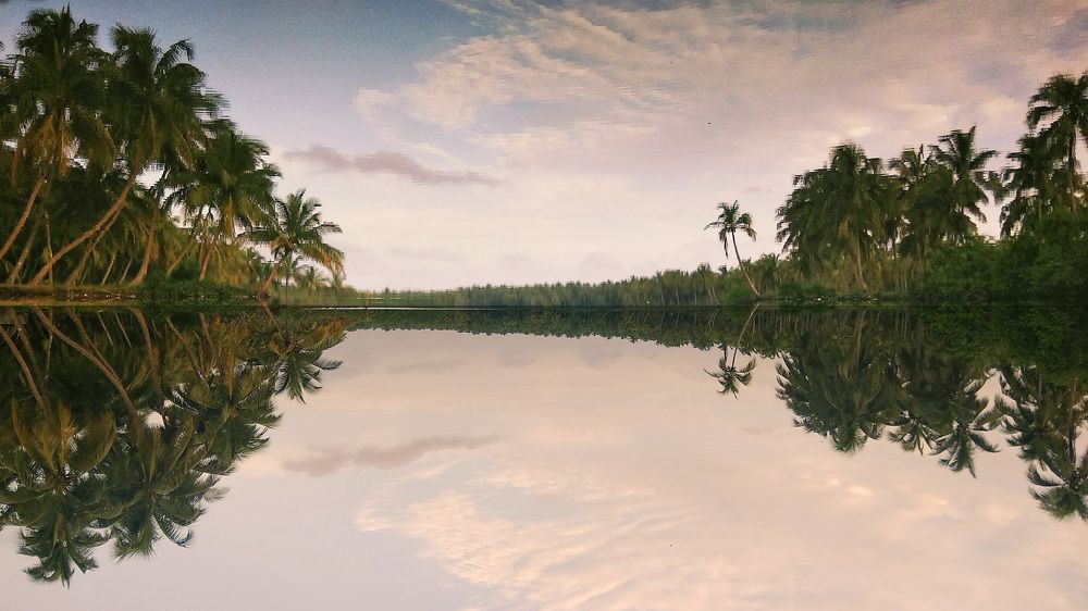 Palm trees of Kerala