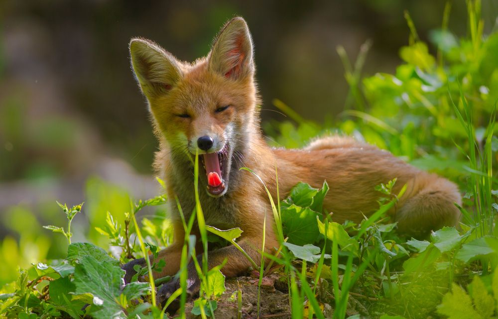 Безмятежность