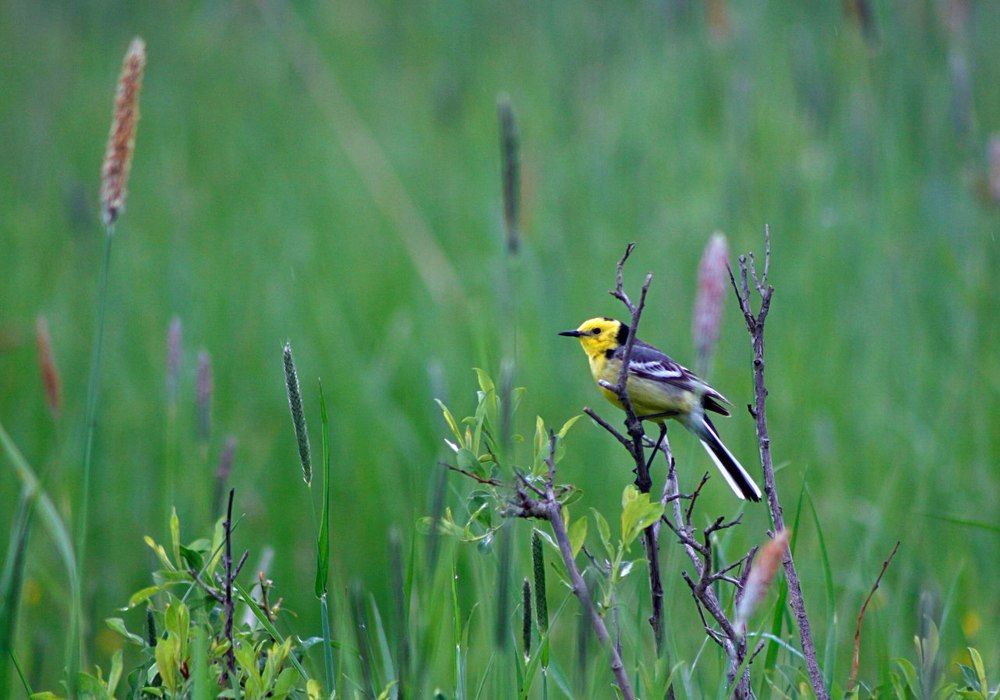 Самец желтоголовой трясогузки