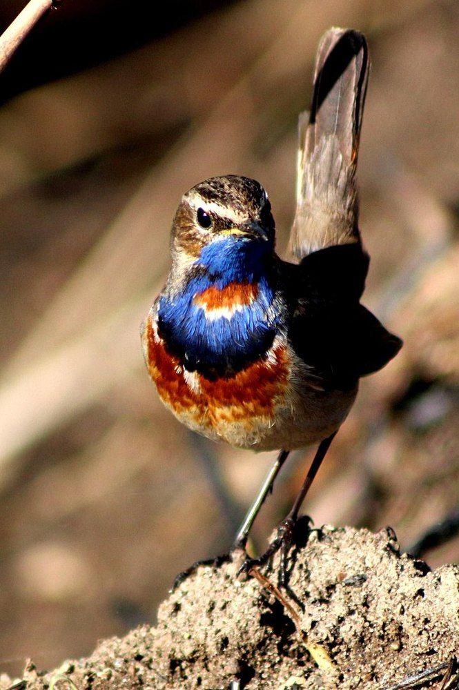 Наши "тропические" птицы