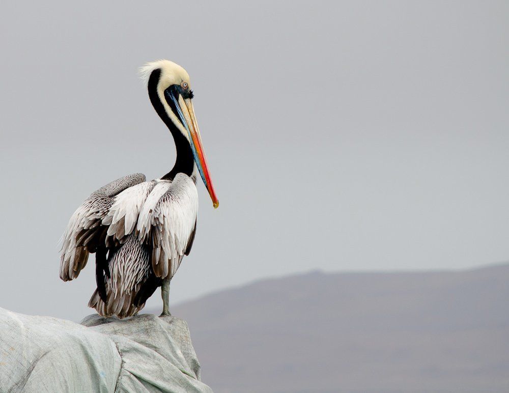 Waiting to catch his fish