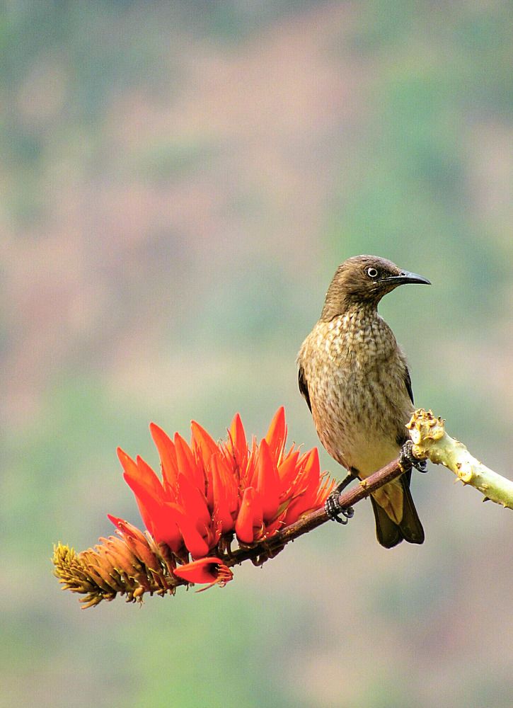 Spotted Winged starling