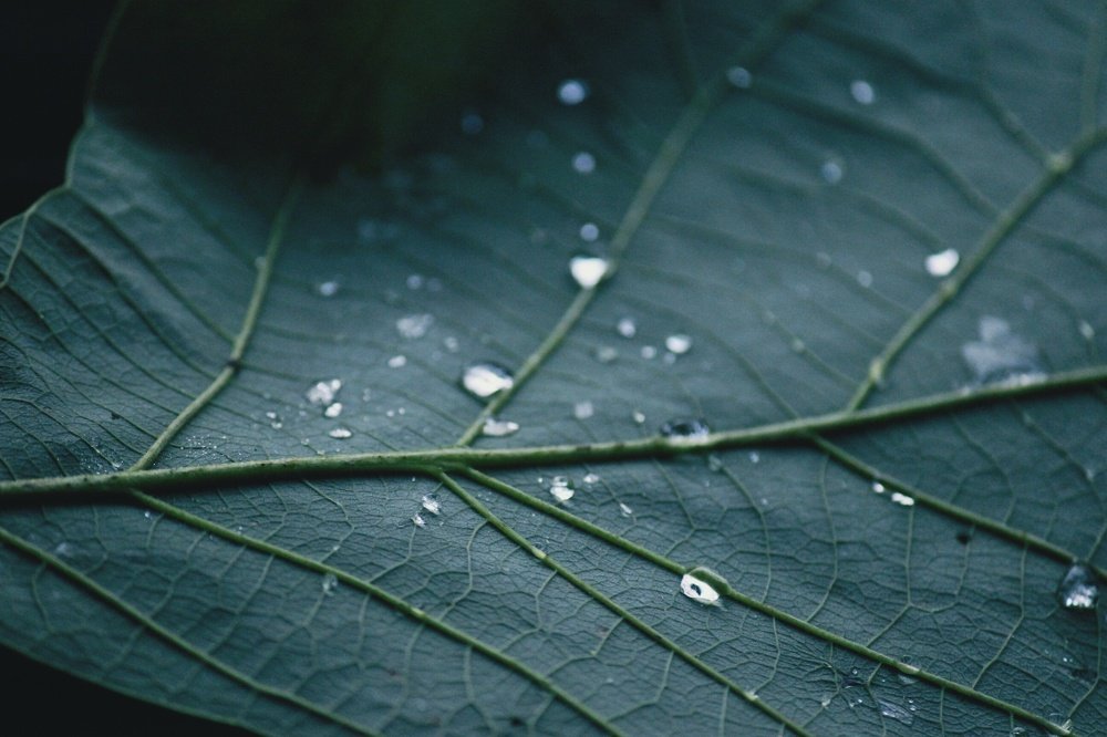 Dew drops