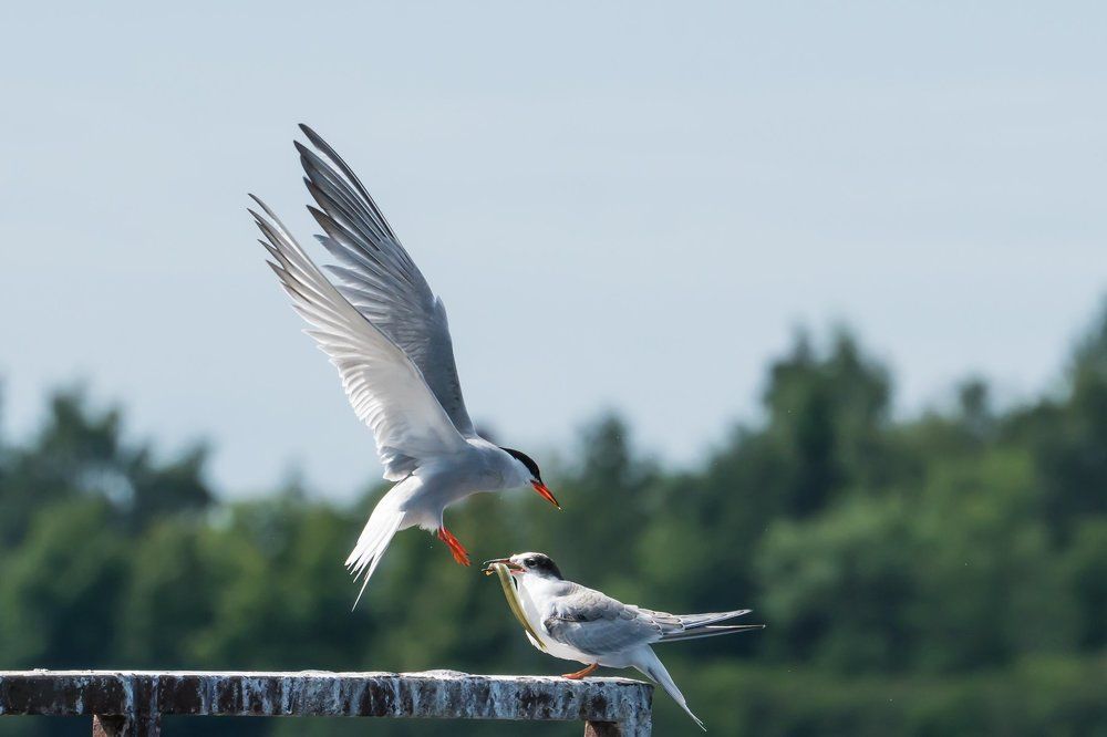 Кормление крачки
