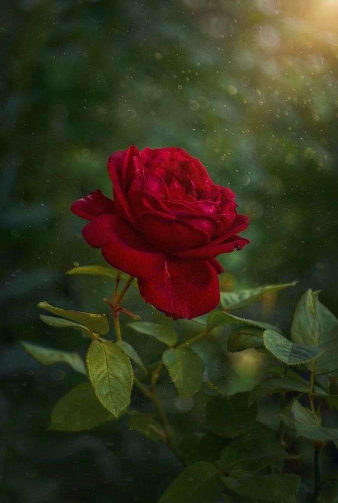 Волшебная роза