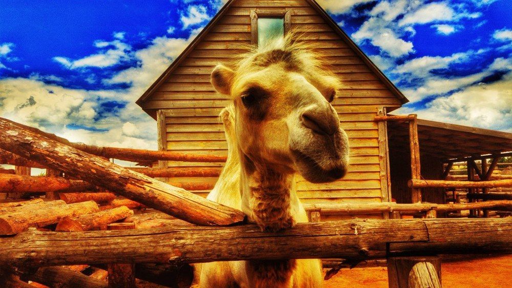 Властелин пустыни...