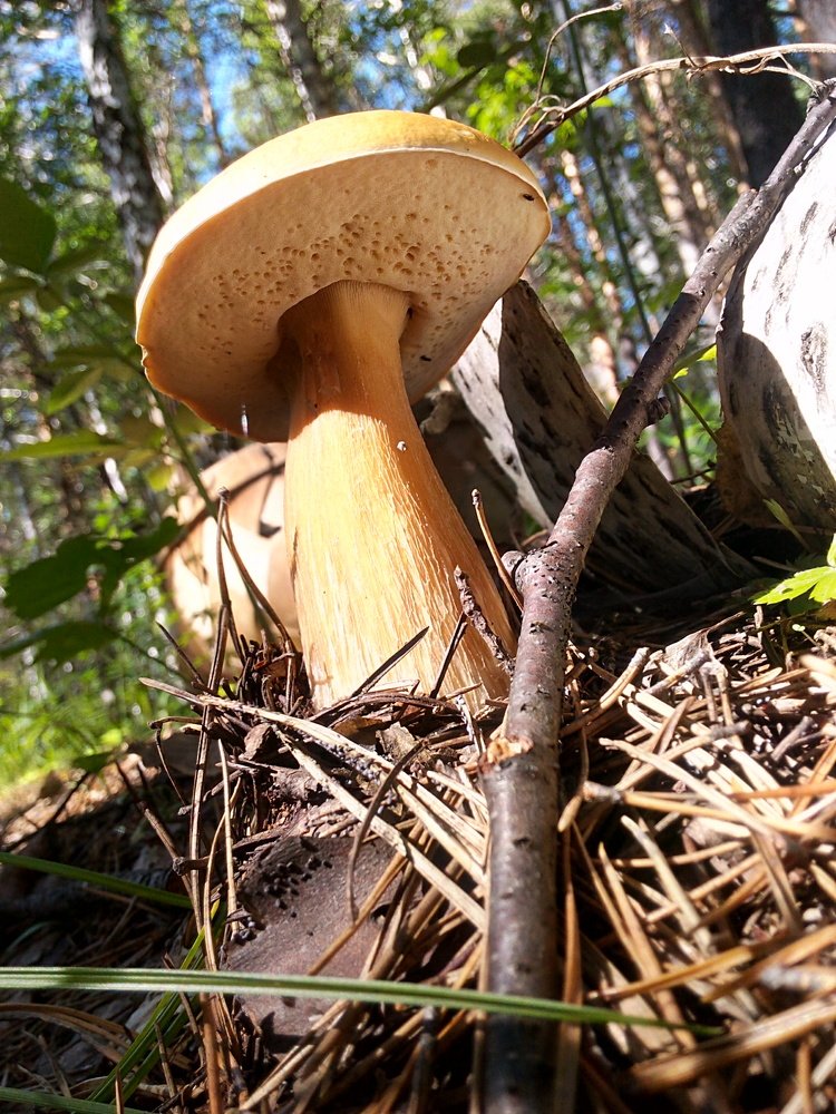 Великий белый гриб...