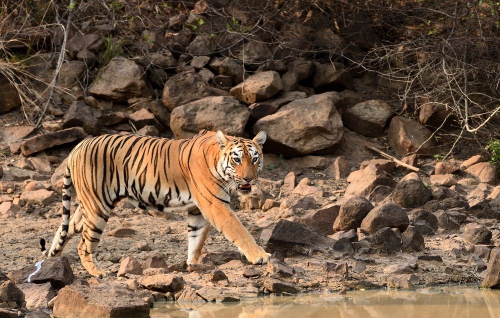 A bold & beautiful !!!