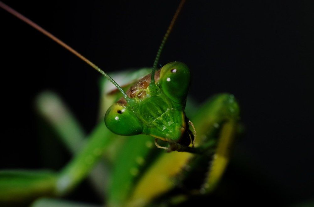 Богомол умывается
