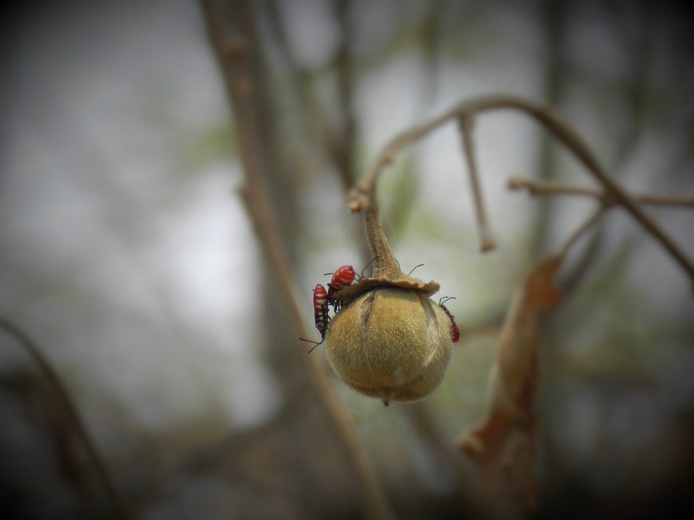 African toffee apple