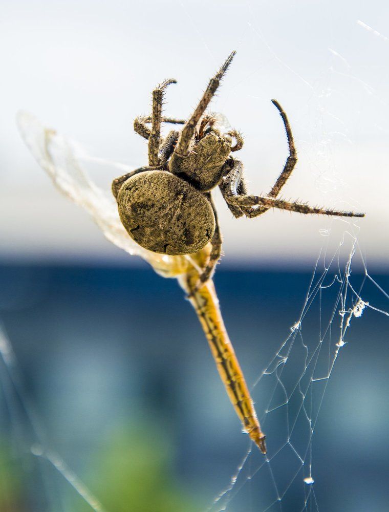 Photograph by ANTON KHOMENKO https://www.patreon.com/ant_vipp