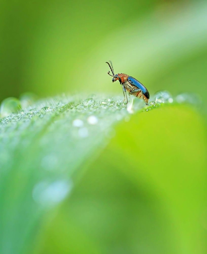 The Bug- Feeling Awesome