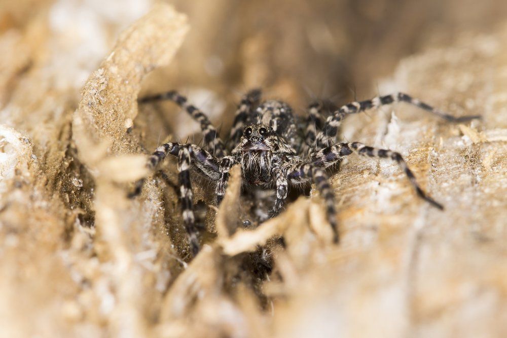 Паук в засаде