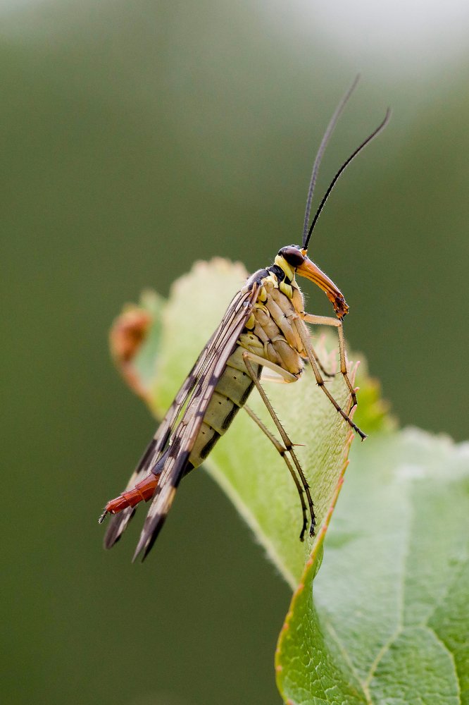 Скорпионница.Panopra Communis.