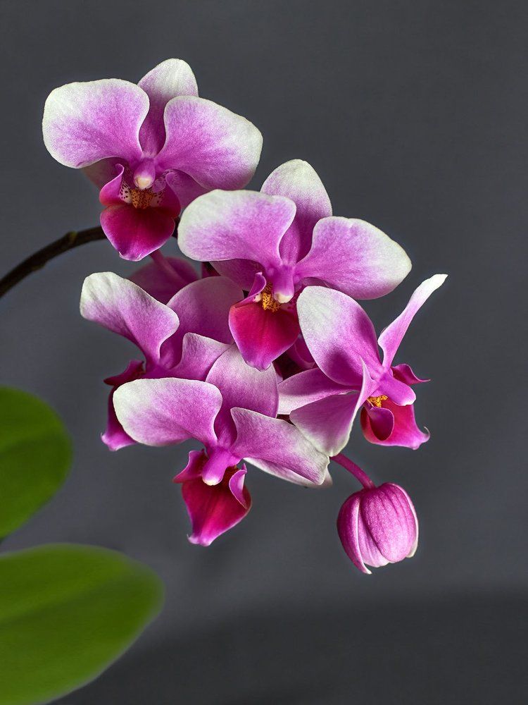 Photograph by Victor Pruhnitskiiy