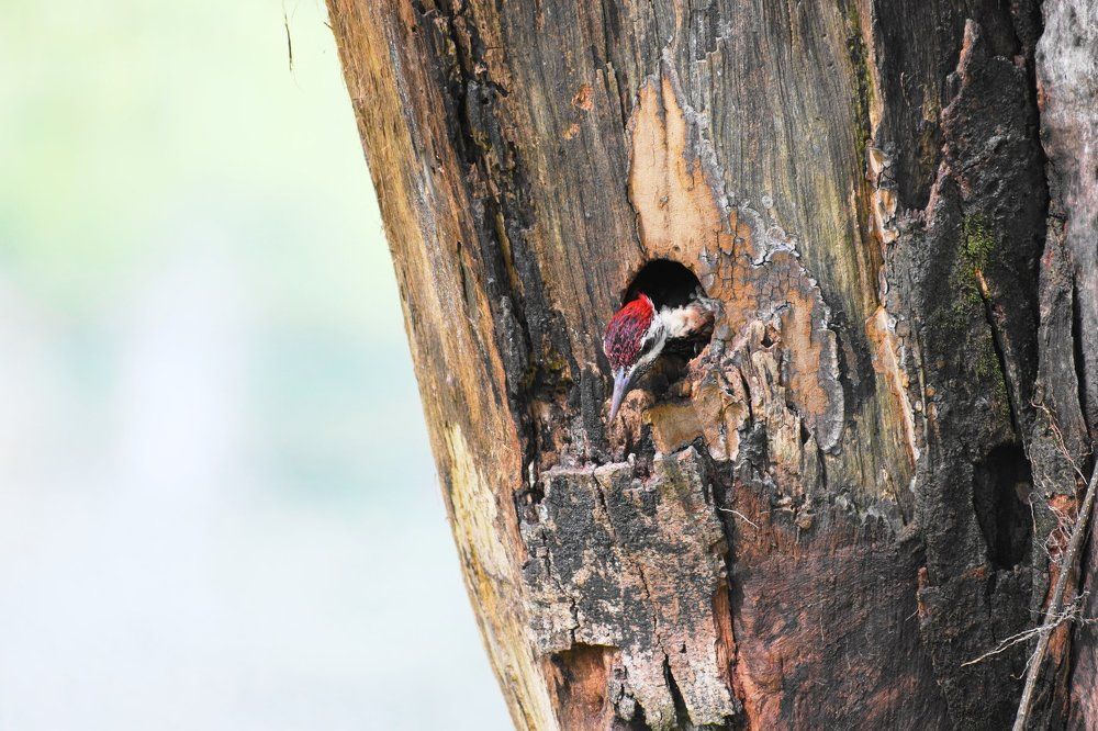 Woodpecker
