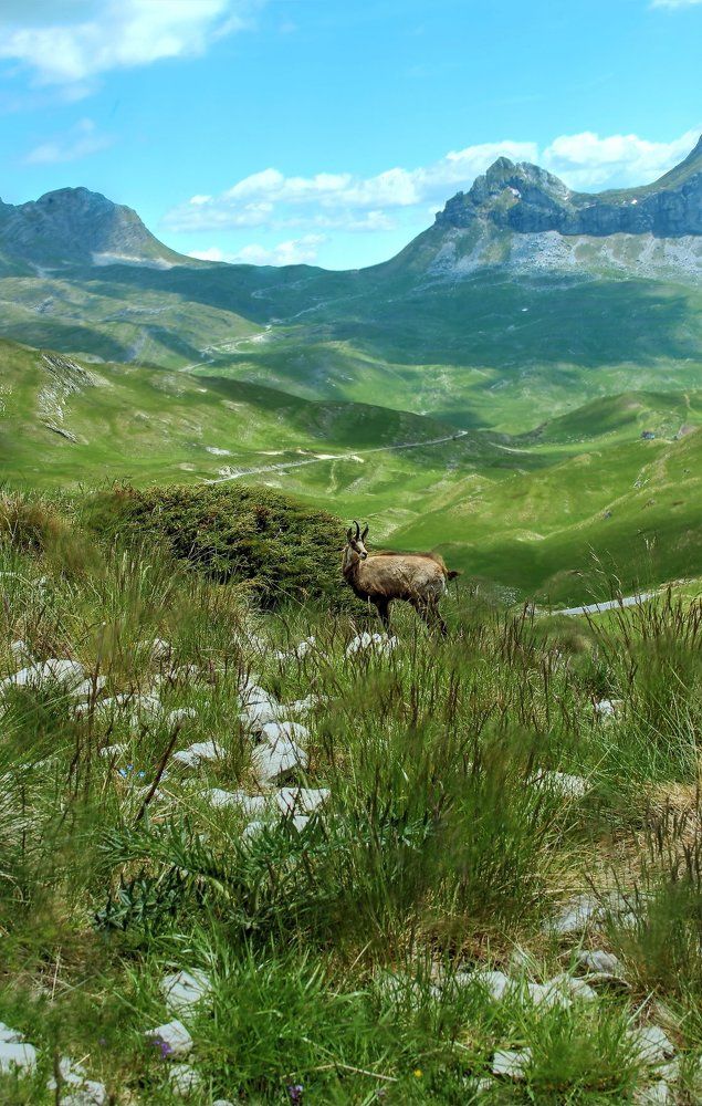 Черногория