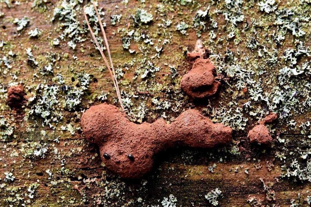 Лесной брат песочного человечка