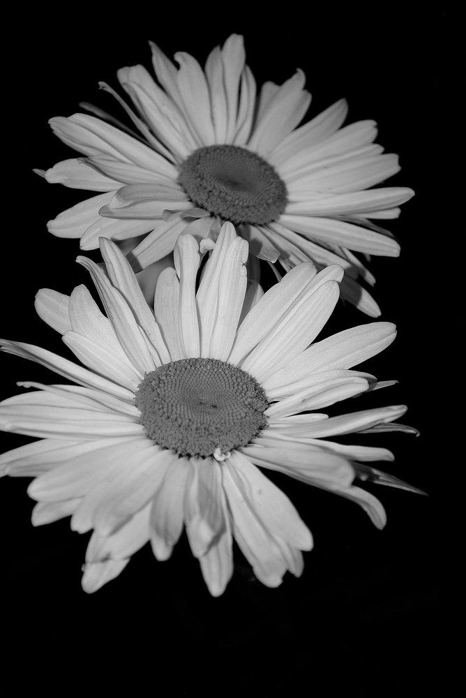 Ромашки спрятались...