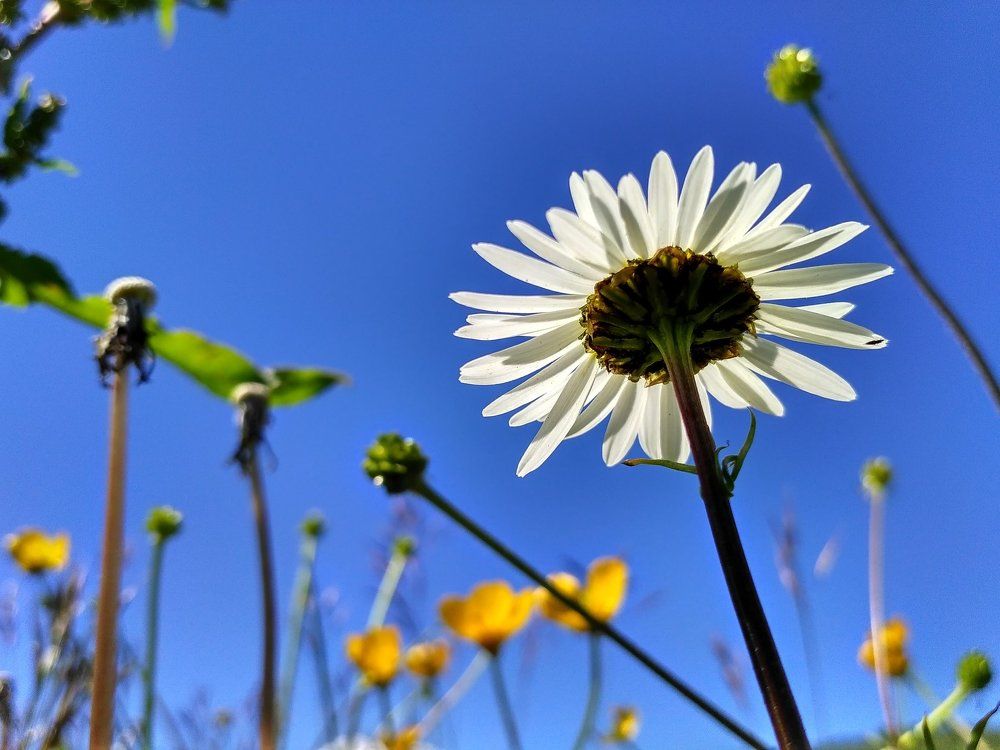 Ромашка на Эльбрусе