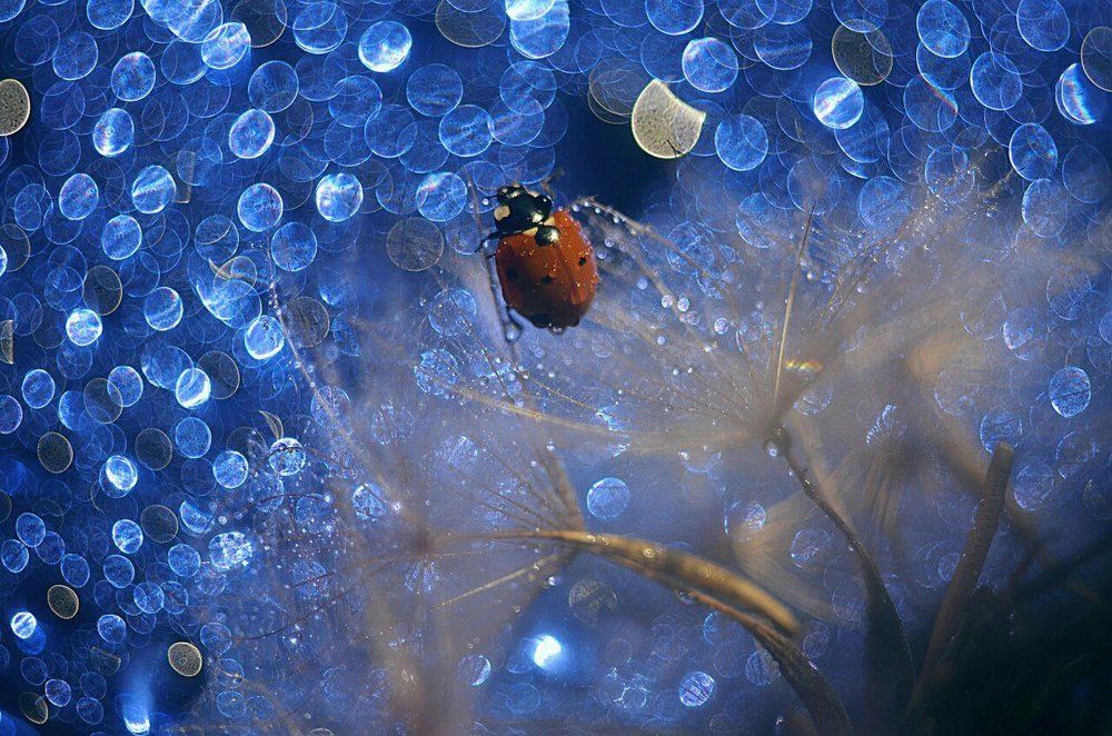 На яркой волне