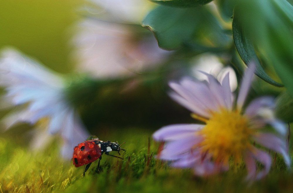 Дорогу осилит идущий