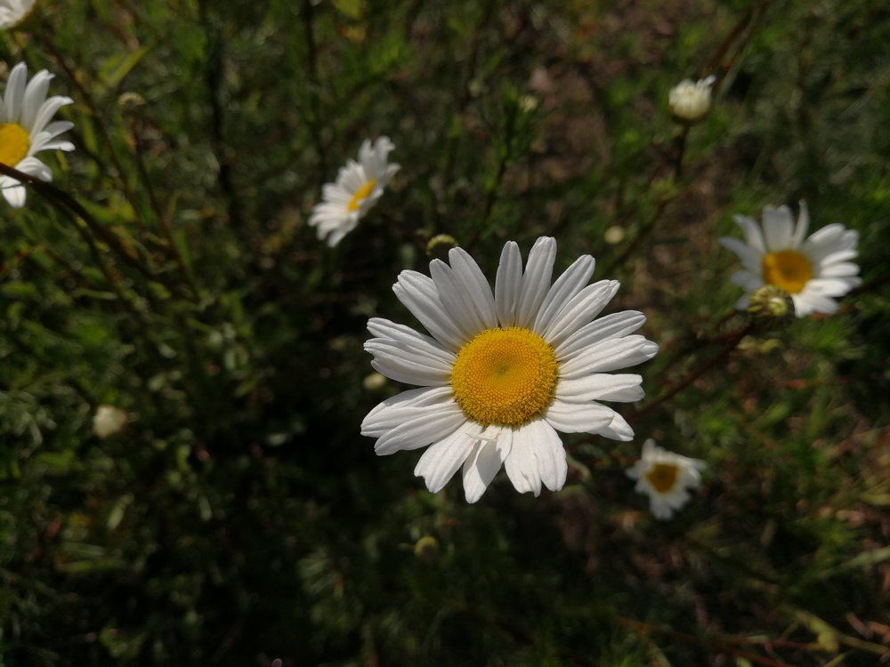 Рамонак...(Ромашка.../Camomile...)