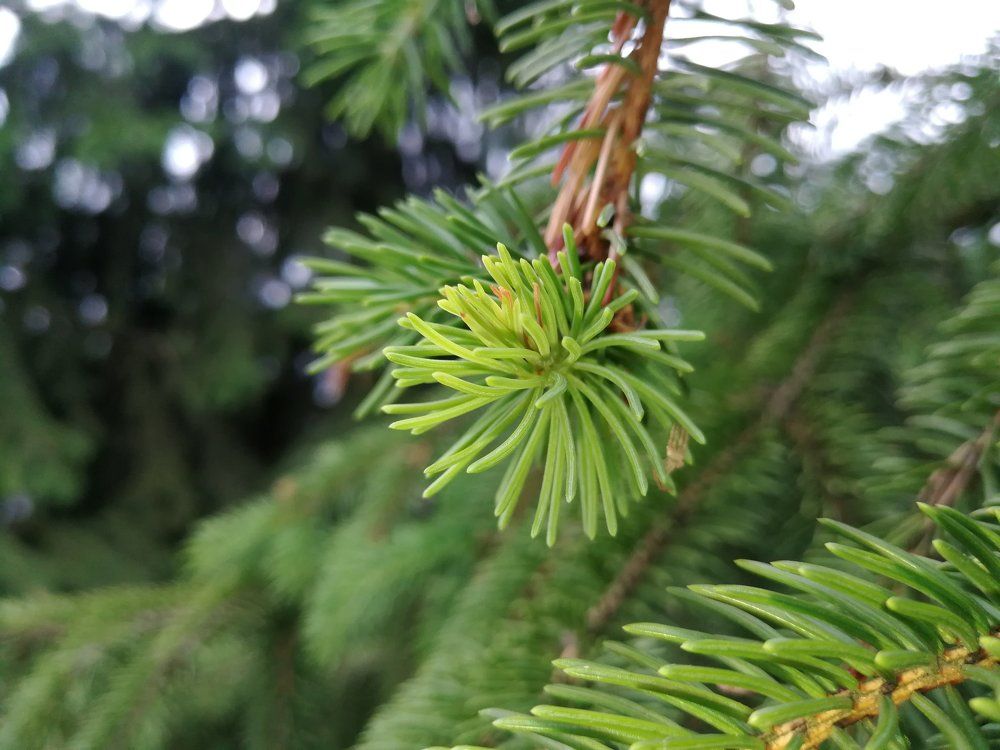 Хвоинки...(Fir-needles...)