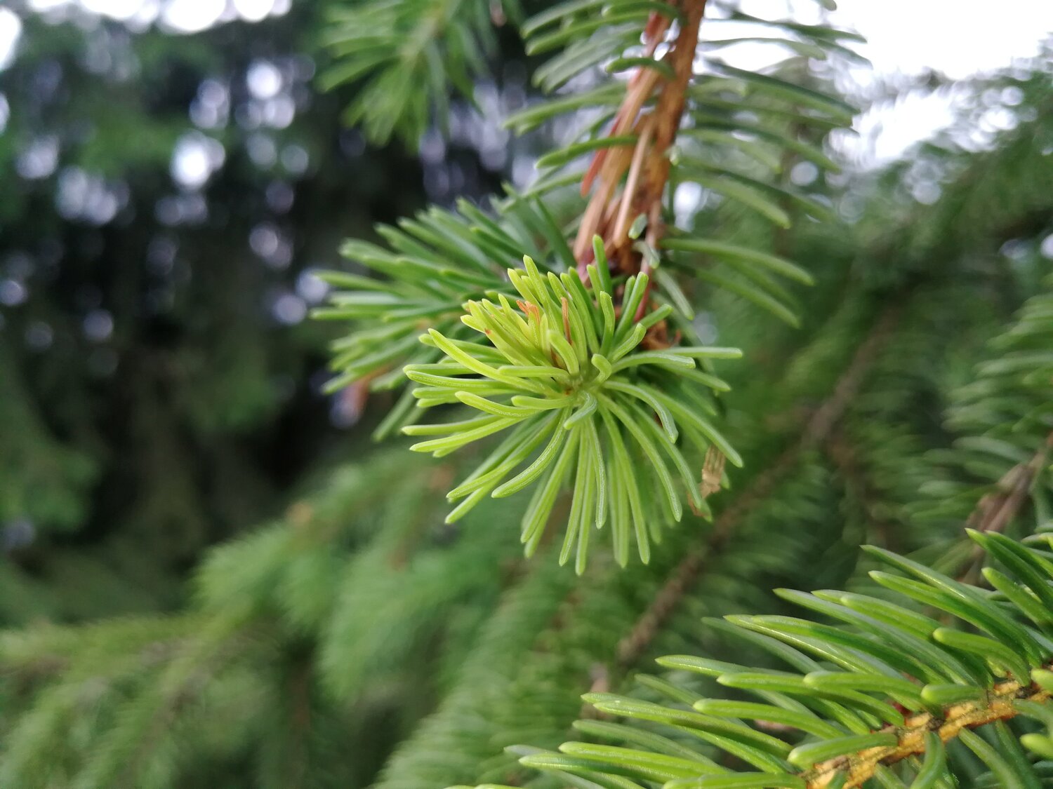 Хвоинки...(Fir-needles...)
