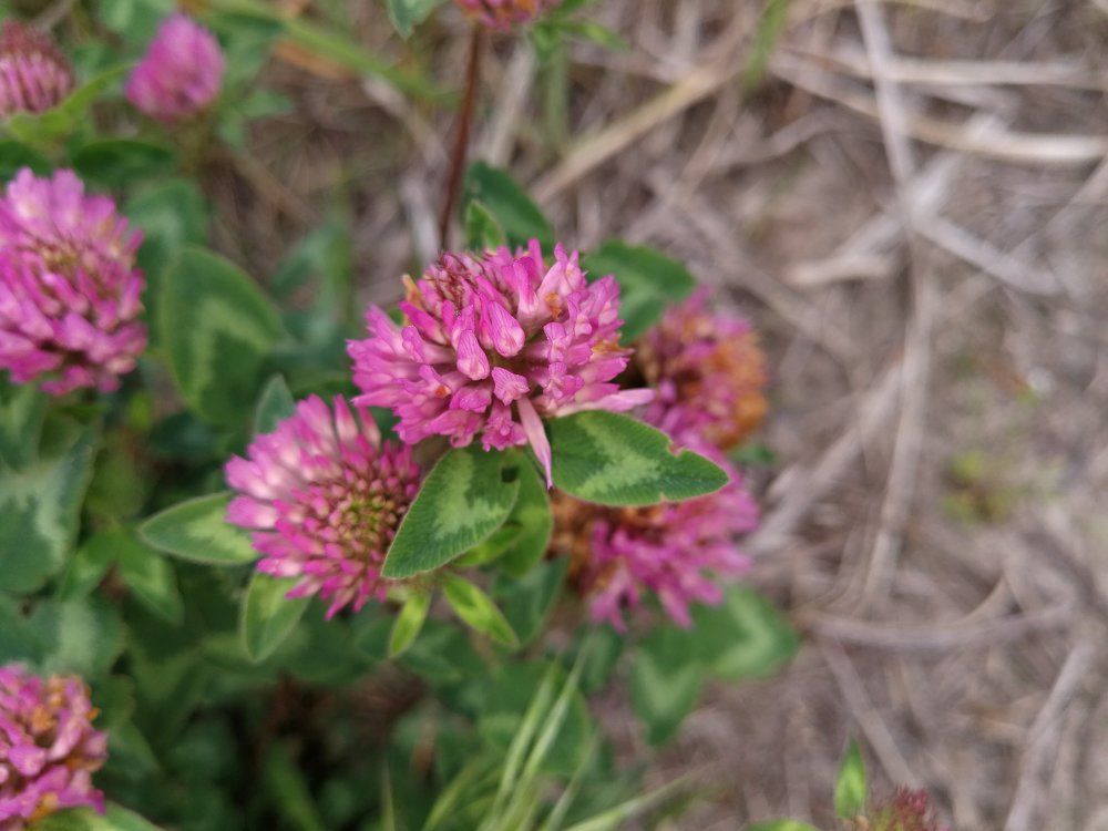Клевер...(Clover...)