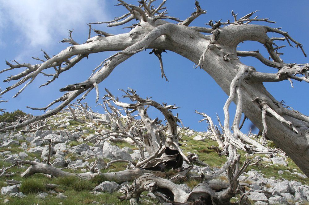 Умирают, но не сдаются...