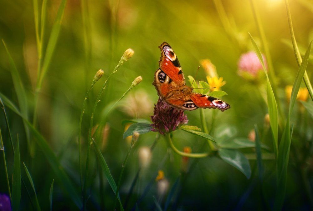 Летний вечер