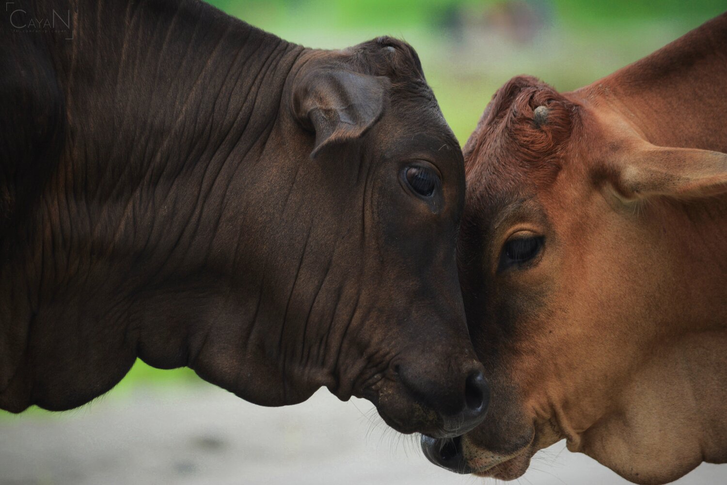 Love is in the air