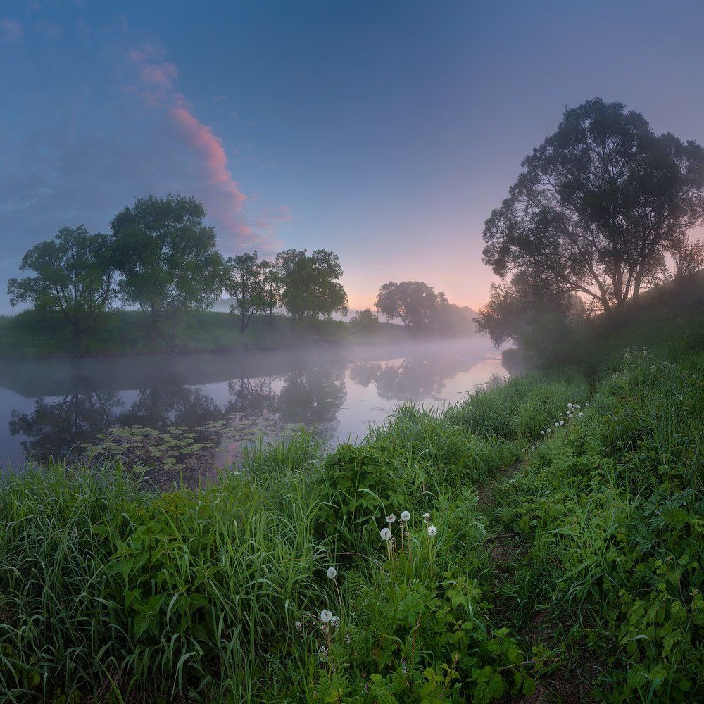 Одуванчиковый променад