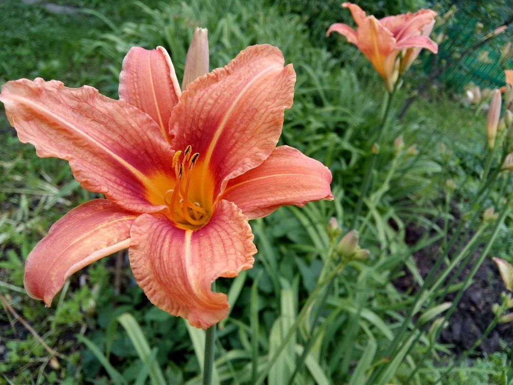 Цветок лета