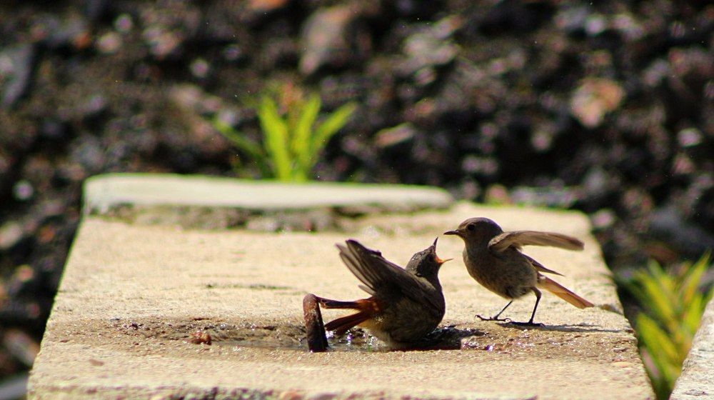 Попрошайка
