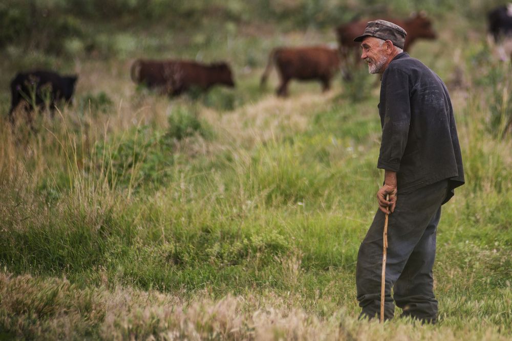 Встреча бурёнки